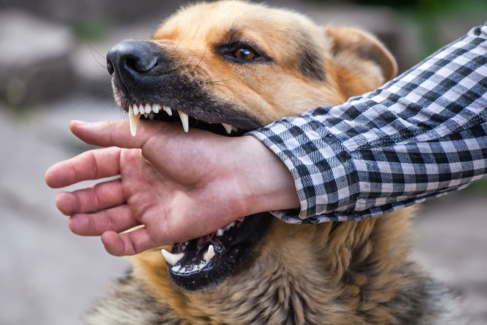 Have You Sustained a Dog Bite Injury?